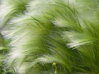 KAVYL PÉŘOVITÝ - Stipa tenuissima ´Pony Tails´