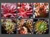 6 DRUHŮ NETŘESK STŘEŠNÍ - Sempervivum tectorum