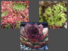 3 DRUHY NETŘESK STŘEŠNÍ - Sempervivum tectorum