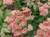 ROZCHODNÍK NÁDHERNÝ - Sedum spectabile
