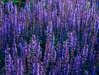 ŠALVĚJ HAJNÍ - Salvia nemorosa ´Ostfriesland´