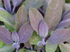 ŠALVĚJ LÉKAŘSKÁ - Salvia officinalis ´Purpurascens´