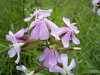 MYDLICE LÉKAŘSKÁ - Saponaria officinalis