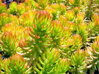 ROZCHODNÍK SKALNÍ - Sedum reflexum ´Angelina´