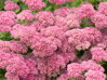 ROZCHODNÍK NACHOVÝ - Sedum telephium 'Herbstfreude' ('Autumn Joy')