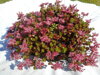 VĚNEC - Sedum spurium