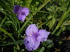 PODEŇKA ANDERSONOVA - Tradescantia andersoniana 'Mix'