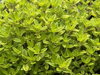 MATEŘÍDOUŠKA CITRÓNOVÁ - Thymus citriodorus ´Aureus´