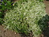 MATEŘÍDOUŠKA - Thymus praecox ´Albiflorus´