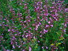 OŽANKA KALAMANDRA - Teucrium chamaedrys