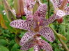 LILIOVKA SRSTNATÁ - Tricyrtis hirta