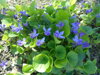 VIOLKA VONNÁ (FIALKA) - Viola odorata 