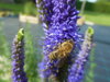ROZRAZIL KLASNATÝ - Veronica spicata ´Christa´