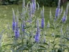 ROZRAZIL DLOUHOLISTÝ - Veronica longifolia