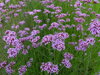 VERBENA ARGENTINSKÁ (SPORÝŠ) -  Verbena bonariensis 