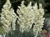 JUKA VLÁKNITÁ - Yucca filamentosa
