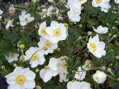 SASANKA JAPONSKÁ - Anemone hupehensis 'Honorine Jobert'