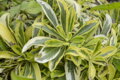 HUSENÍK VÝBĚŽKATÝ - Arabis ferdinandi-coburgii ´Old Gold´