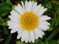 ASTRA, HVĚZDNICE ALPSKÁ - Aster alpinus ´White´