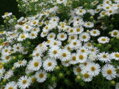 ASTRA NOVOANGLICKÁ - Aster novae-angliae´Herbstschnee´