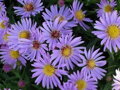 ASTRA KŘOVIŠTNÍ - Aster dumosus  'Wood's Light Blue'