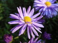 ASTRA KŘOVIŠTNÍ - Aster dumosus ´Prof. A. Kippenberg´