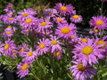ASTRA, HVĚZDNICE ALPSKÁ - Aster alpinus ´Happy End´