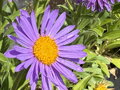 ASTRA, HVĚZDNICE ALPSKÁ - Aster alpinus ´Violet´