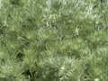 PELYNĚK SCHMIDTŮV - Artemisia schmidtiana ´Nana Atraction´