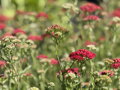 ŘEBŘÍČEK OBECNÝ MIX - Achillea millefolium 