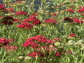 ŘEBŘÍČEK OBECNÝ MIX - Achillea millefolium 