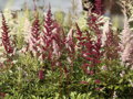 ČECHRAVA MIX - Astilbe