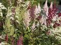 ČECHRAVA MIX - Astilbe
