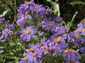 ASTRA KŘOVIŠTNÍ - Aster dumosus ´Prof. A. Kippenberg´
