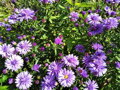 ASTRA KŘOVIŠTNÍ - Aster dumosus ´Prof. A. Kippenberg´