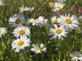 ASTRA, HVĚZDNICE ALPSKÁ - Aster alpinus ´White´