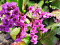 BERGÉNIE SRDČITOLISTÁ - Bergenia cordifolia ´Rotblum´