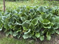 BERGÉNIE SRDČITOLISTÁ - Bergenia cordifolia ´Rotblum´