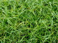 OSTŘICE JARNÍ- Carex caryophyllea 'The Beatles'