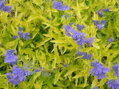 OŘECHOPLODEC KLANDONSKÝ - Caryopteris clandonensis ´Worcester Gold´