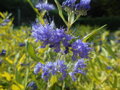 OŘECHOPLODEC KLANDONSKÝ - Caryopteris clandonensis ´Worcester Gold´