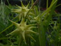 OSTŘICE GRAYOVA - Carex grayi