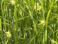 OSTŘICE GRAYOVA - Carex grayi