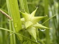 OSTŘICE GRAYOVA - Carex grayi