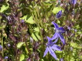 ZVONEK POSCHARKŮV - Campanula poscharskyana