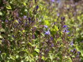 ZVONEK POSCHARKŮV - Campanula poscharskyana