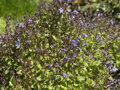 ZVONEK POSCHARKŮV - Campanula poscharskyana