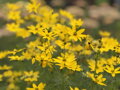 KRÁSNOOČKO PŘESLENITÉ - Coreopsis verticillata 'Zagreb'
