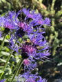CHRPA HORSKÁ - Centaurea montana