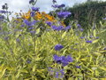 OŘECHOPLODEC KLANDONSKÝ - Caryopteris clandonensis ´Worcester Gold´